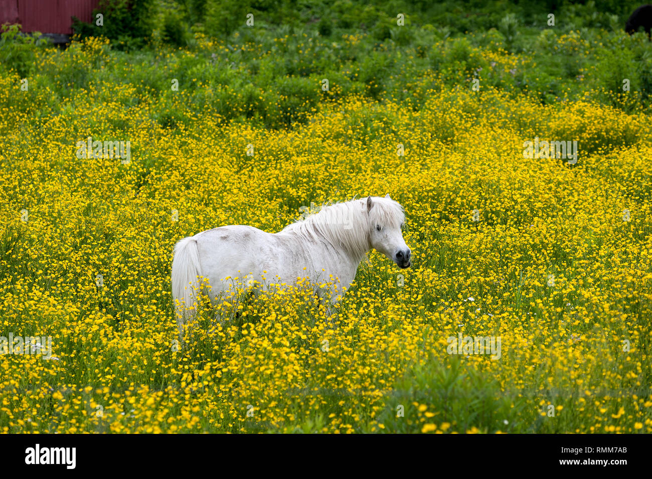 White horse in field of buttercup flowers Stock Photo