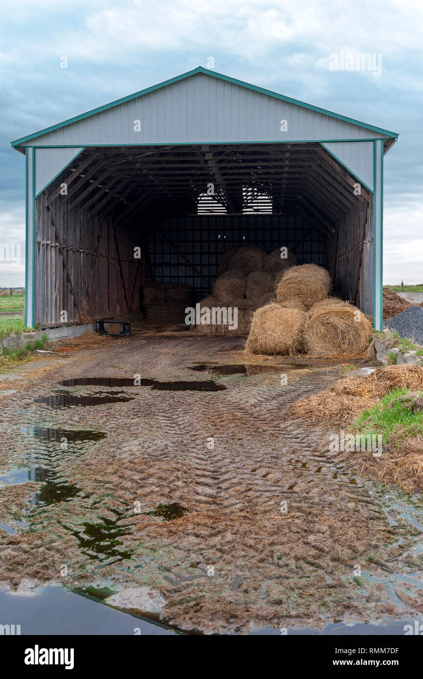 Tire track in mud lead to an half empty shed containing hay bales Stock Photo