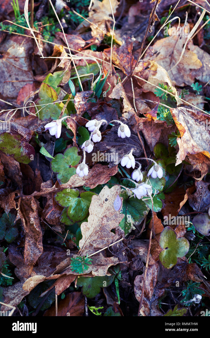 Flowers among fallen leaves Stock Photo - Alamy