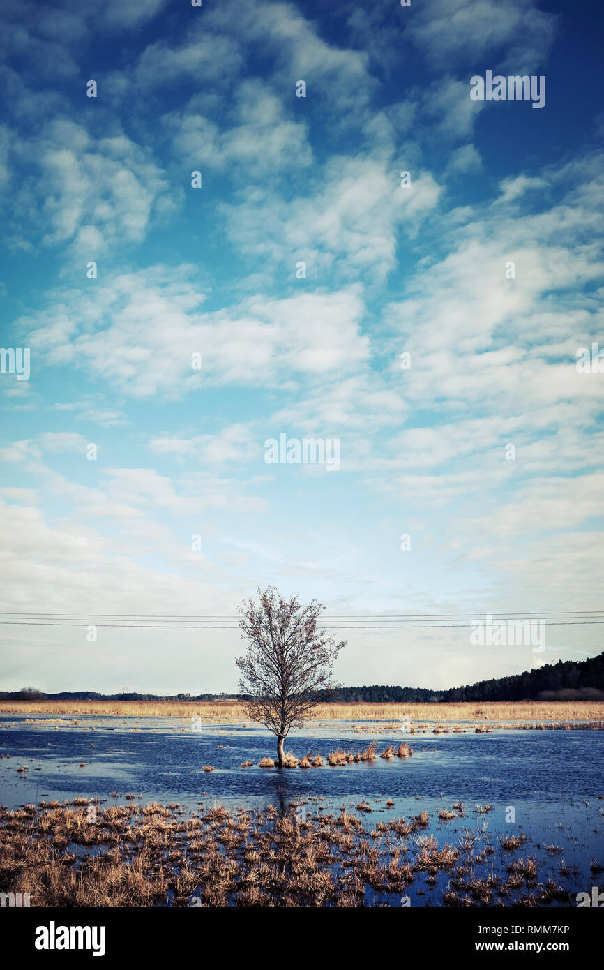 Tree growing in water Stock Photo Alamy
