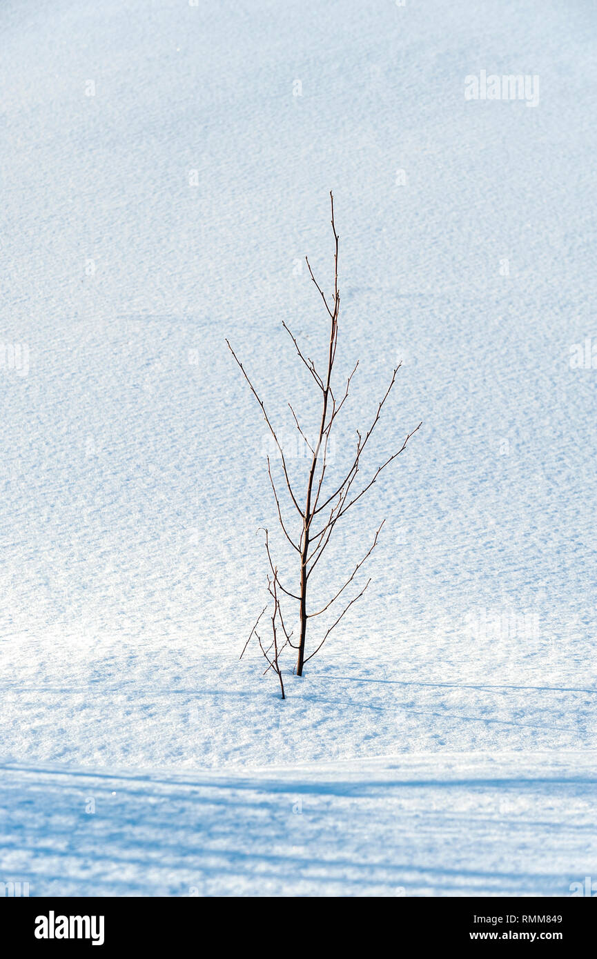 lone young tree in snow covered field Stock Photo