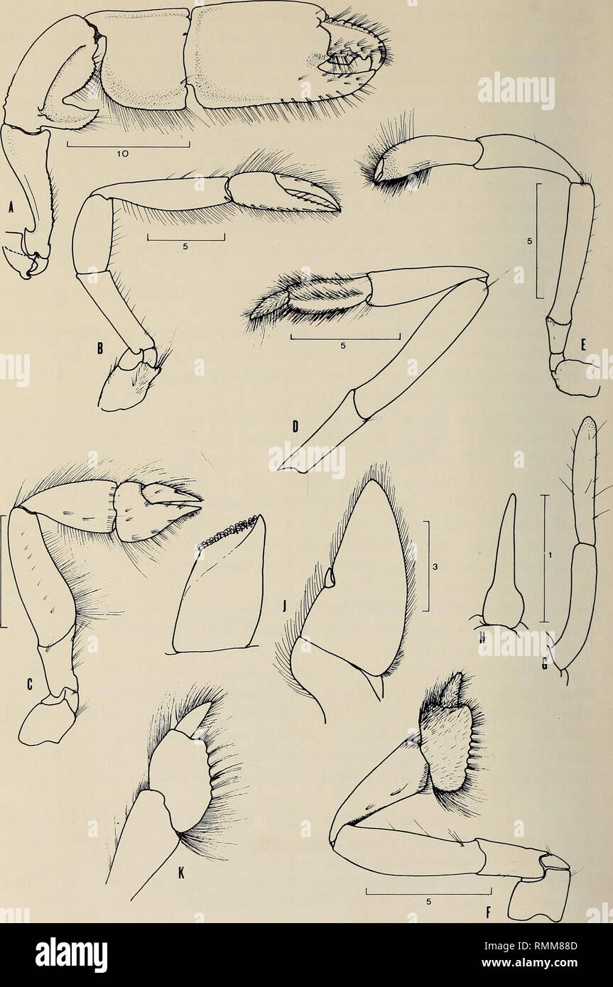 . Annals of the South African Museum = Annale van die Suid-Afrikaanse Museum. Natural history. 274 ANNALS OF THE SOUTH AFRICAN MUSEUM. Fig. 4. Callianassa subterranea australis subsp. n. 6*« Holotype A. Larger cheliped. B. Smaller cheliped. C. Second pereiopod. D. Fourth pereiopod. E. Fifth pereiopod. F. Third pereiopod. G. First pleopod. H. Second pleopod. J. Third pleopod, with appendix interna further enlarged. K. Callianassa subterranea subterranea, two distal segments of third pereiopod.. Please note that these images are extracted from scanned page images that may have been digitally enh Stock Photo