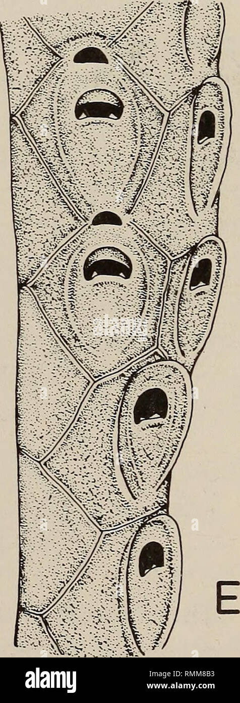 . Annals of the South African Museum = Annale van die Suid-Afrikaanse Museum. Natural history. Fig. 8. Cellaria paradoxa sp. nov. A. Two ovicelled 'B' zooids. B. The reverse of the branch, 'A' zooids. C. The ancestrula. D. The proximal part of a colony, showing the biserial arrangement developing into a triserial form. E. Part of a branch showing the inception of 'B' zooids. Scale = 0,5 mm for A-C; 1 mm for D-E.. Please note that these images are extracted from scanned page images that may have been digitally enhanced for readability - coloration and appearance of these illustrations may not p Stock Photo