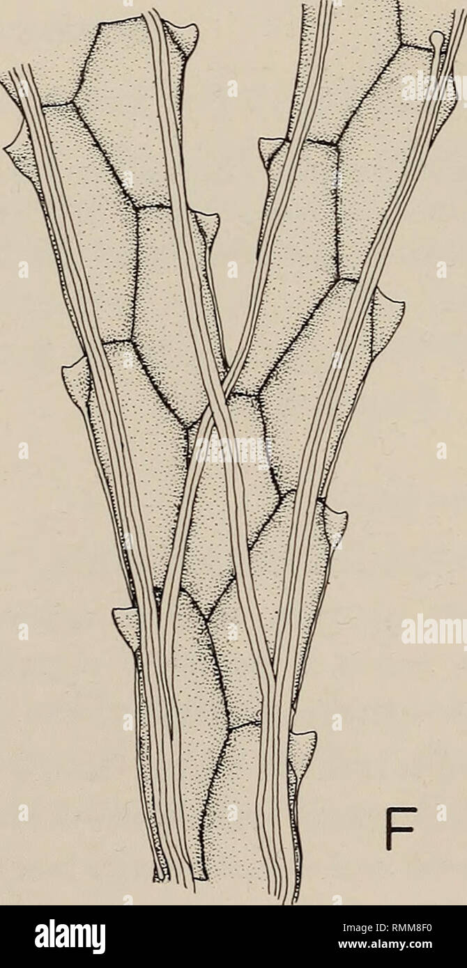 . Annals of the South African Museum = Annale van die Suid-Afrikaanse Museum. Natural history. Fig. 6. A-B. Bugulella australis sp. nov. A. Part of a branch including a bifurcation, B. Two zooids in lateral view showing an avicularium. C-F. Eupaxia quadrata (Busk). C. Three zooids in frontal view. D. The ancestrula, enveloped by rhizoids. E. Zooids from the tip of a branch in basal view. F. Basal view of a dichotomy. Scale = 0,5 mm for A-C, E; 1 mm for D, F.. Please note that these images are extracted from scanned page images that may have been digitally enhanced for readability - coloration  Stock Photo