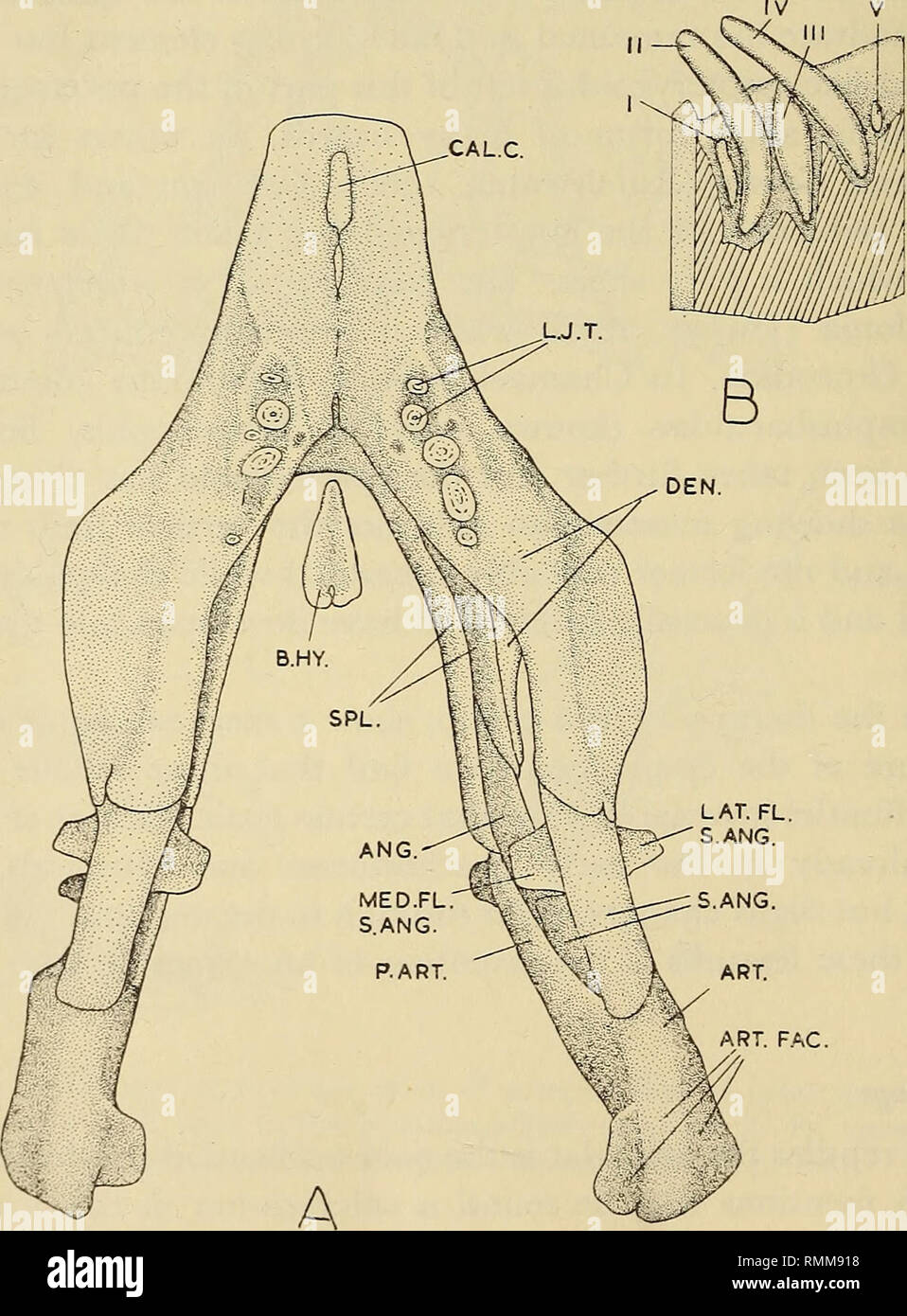 Dorsal side displays hi-res stock photography and images - Alamy