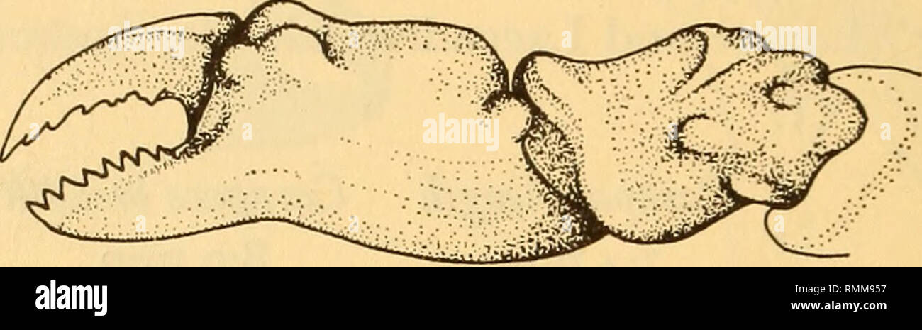. Annals of the South African Museum = Annale van die Suid-Afrikaanse Museum. Natural history. Fig. 5. Cryptodromia canaliculata Stimpson a. Carapace in dorsal view, setae omitted; b. Anterior region in ventral view; c. Left chela. Material: Carapace length Carapace breadth Chela lengt) Male 10-5 mm 12-0 mm 8-0 mm Male 1 o-o mm n*3 mm 6-5 mm Male 9-0 mm 9'9mm — Male 8-3 mm io-o mm — Male 8-0 mm 9-0 mm 5-1 mm Male 7-4 mm 8-i mm 4-0 mm Ovigerous female 9-8 mm 10-9 mm 5-2 mm Ovigerous female 8-9 mm 9-2 mm 5-0 mm Remarks: Barnard (1950: 328) suggests that Cryptodromia oktahedros Stebbing might be  Stock Photo