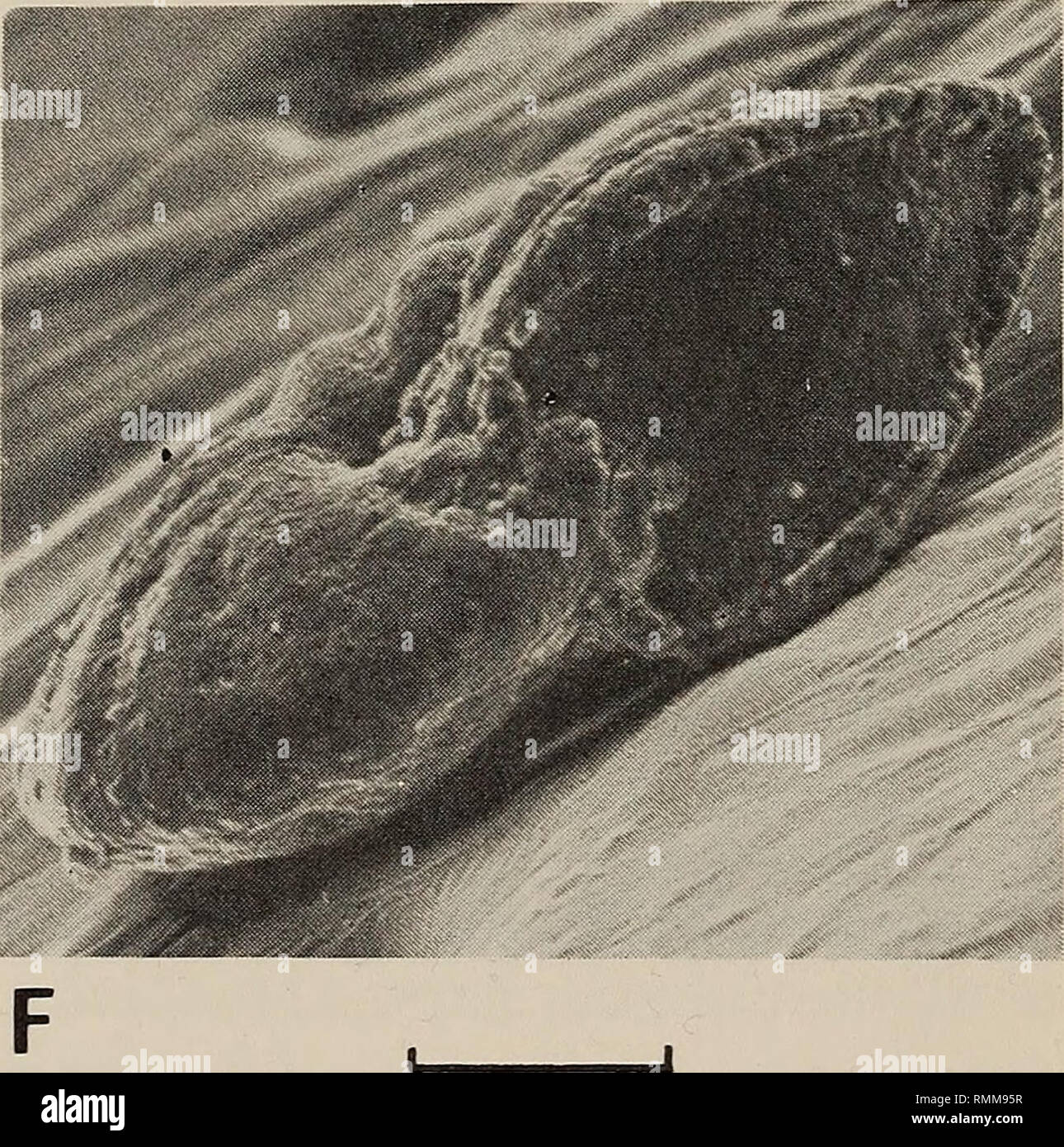 . Annals of the South African Museum = Annale van die Suid-Afrikaanse Museum. Natural history. Fig. 14. Benthic foraminifera from the upper Eocene at Wanderfeld IV (Fig. 7). Scanning electron micrographs. All scales = 100/x, unless otherwise stated. A. Elphidium sp. A, side view, SAM-K5529. B. Elphidium sp. A, peripheral view, SAM-K5529, scale = 30/x. C. Elphidium sp. B, side view, SAM-K5530. D. Elphidium sp. B, peripheral view, SAM-K5530. E. Nonion costiferum, side view, SAM-K5531. F. Nonion costiferum, peripheral view, SAM-K5532.. Please note that these images are extracted from scanned page Stock Photo