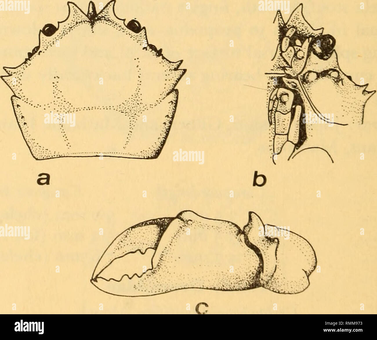 . Annals of the South African Museum = Annale van die Suid-Afrikaanse Museum. Natural history. Fig. 3. Chlorodiella laevissima (Dana) a. Carapace in dorsal view; b. Right chela; c. Fourth pereiopod; d. Apex of pleopod one, male.. Fig. 4. Cryptodromia bullifera Alcock a. Carapace in dorsal view, setae omitted; b. Anterior region in ventral view; c. Left chela.. Please note that these images are extracted from scanned page images that may have been digitally enhanced for readability - coloration and appearance of these illustrations may not perfectly resemble the original work.. South African Mu Stock Photo