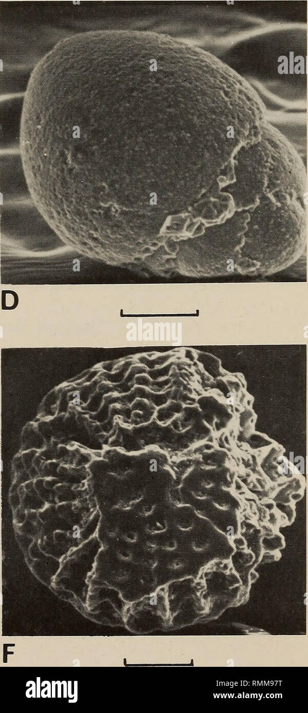 . Annals of the South African Museum = Annale van die Suid-Afrikaanse Museum. Natural history. Fig. 13. Benthic foraminifera from the upper Eocene at Wanderfeld IV (Fig. 7). Scanning electron micrographs. A. LenticuUna subalata, side view, SAM-K5524. B. Lenticulina subalata, peripheral view, SAM-K5525. C. Siphoglandulina ? sp., side view, SAM-K5526. D. Siphoglandulina? sp., front view, SAM-K5526. E. Glandulina sp. SAM-K5527. F. Elphidium cf. E. crispum side view, SAM-K5528. All scales = 100/i.. Please note that these images are extracted from scanned page images that may have been digitally en Stock Photo