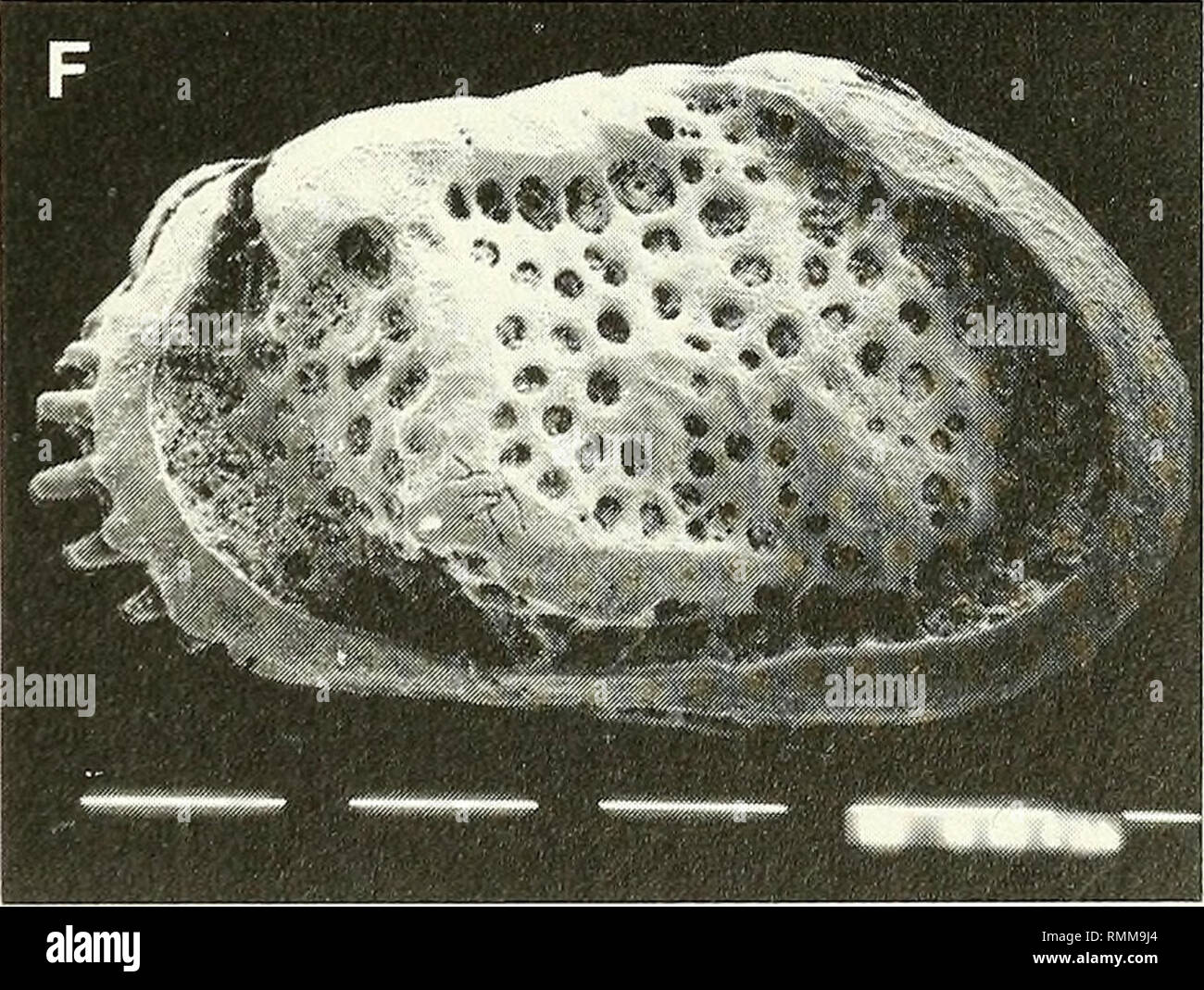 100 1 B C High Resolution Stock Photography And Images Alamy
