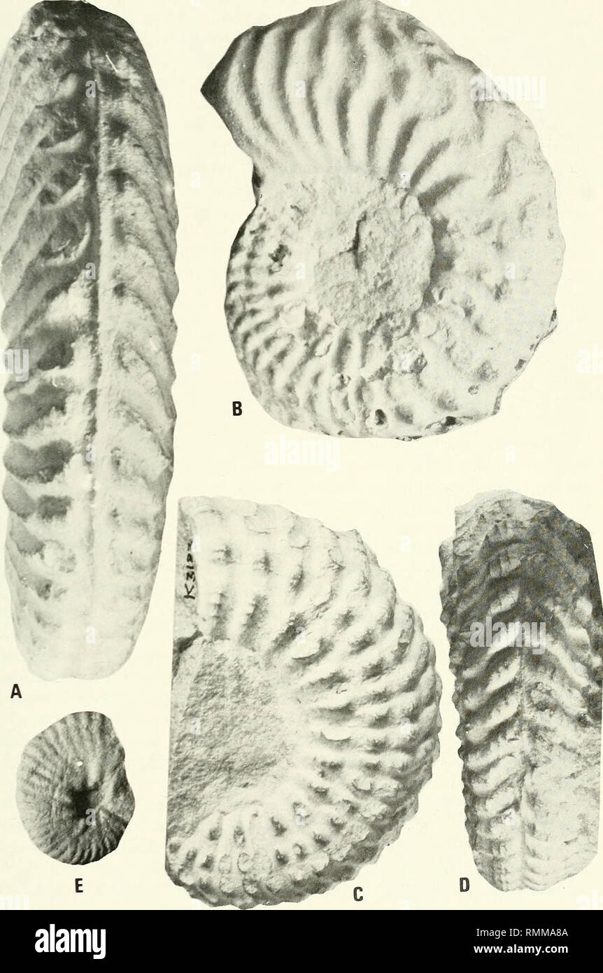 . Annals of the South African Museum = Annale van die Suid-Afrikaanse Museum. Natural history. UPPERMOST ALBIAN AMMONITES FROM THE ANGOLAN LITTORAL 279. Fig. 68. A. Mortoniceras (Angolaites) simplex (Choffat). Ventral view of SAM-PCA3142. B-D. Mortoniceras (Durnovarites) collignoni sp. nov. B. Lateral view of a paratype, SAM-PCA3269. C-D. Lateral and ventral views of a paratype, SAM-PCA3182. E. Stoliczkaia tenuis Renz. Lateral view of SAM-PCA3313. A-B x0,66, C-E x 1.. Please note that these images are extracted from scanned page images that may have been digitally enhanced for readability - co Stock Photo