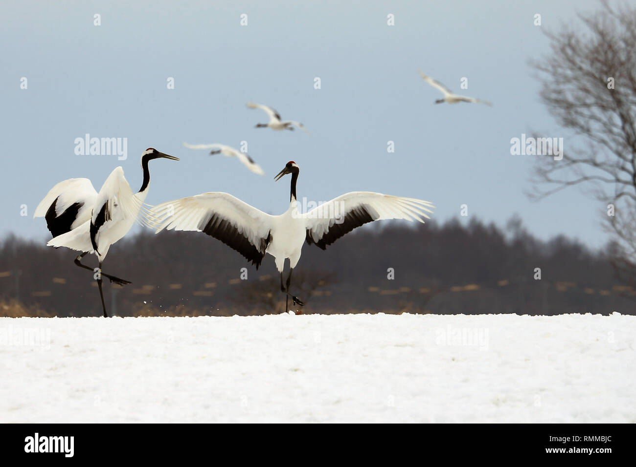 Flying red crowned cranes hi-res stock photography and images - Alamy