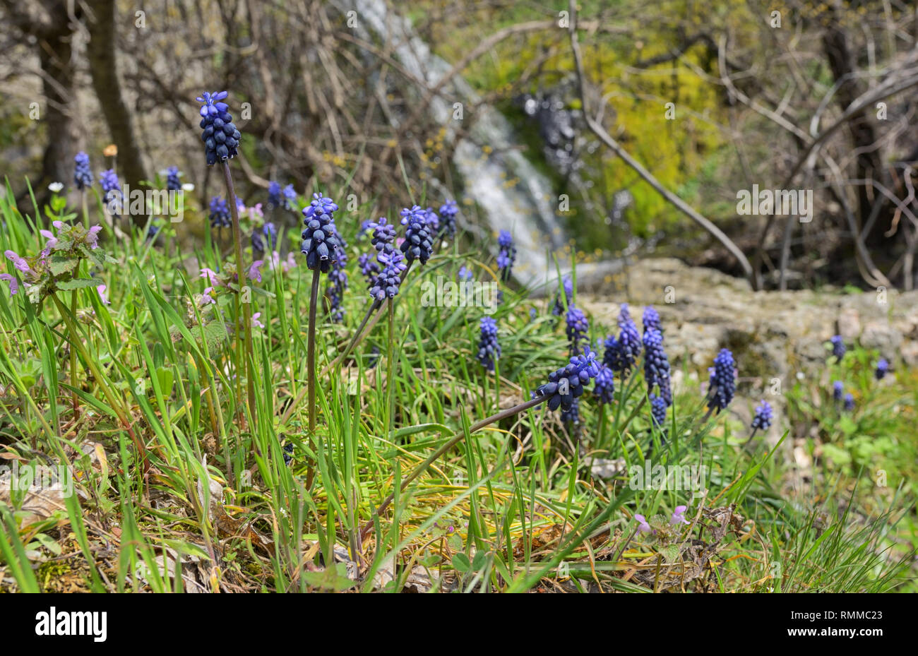 Muscari neglectum flowers in forest in spring time Stock Photo