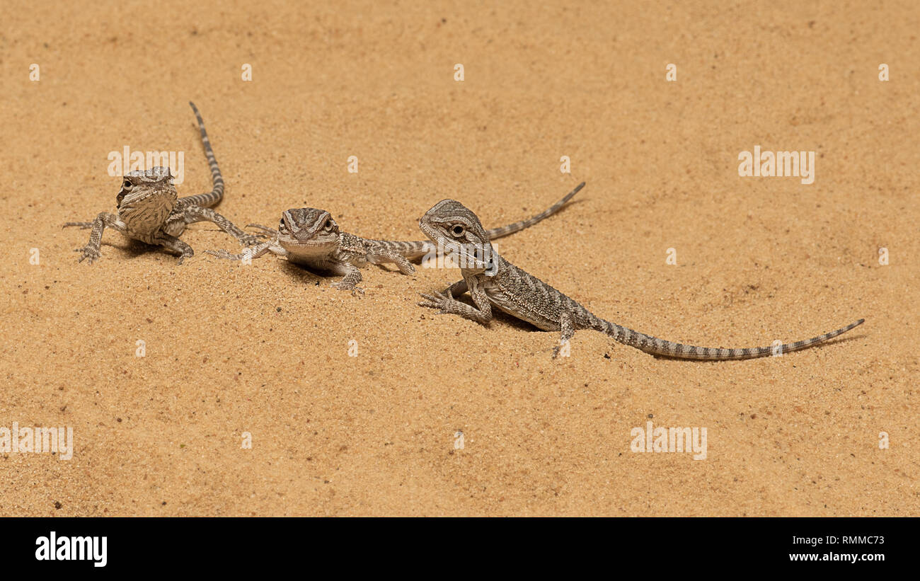 a group of three alert bearded dragons on the look out for predators. They are resting on a sand dune Stock Photo