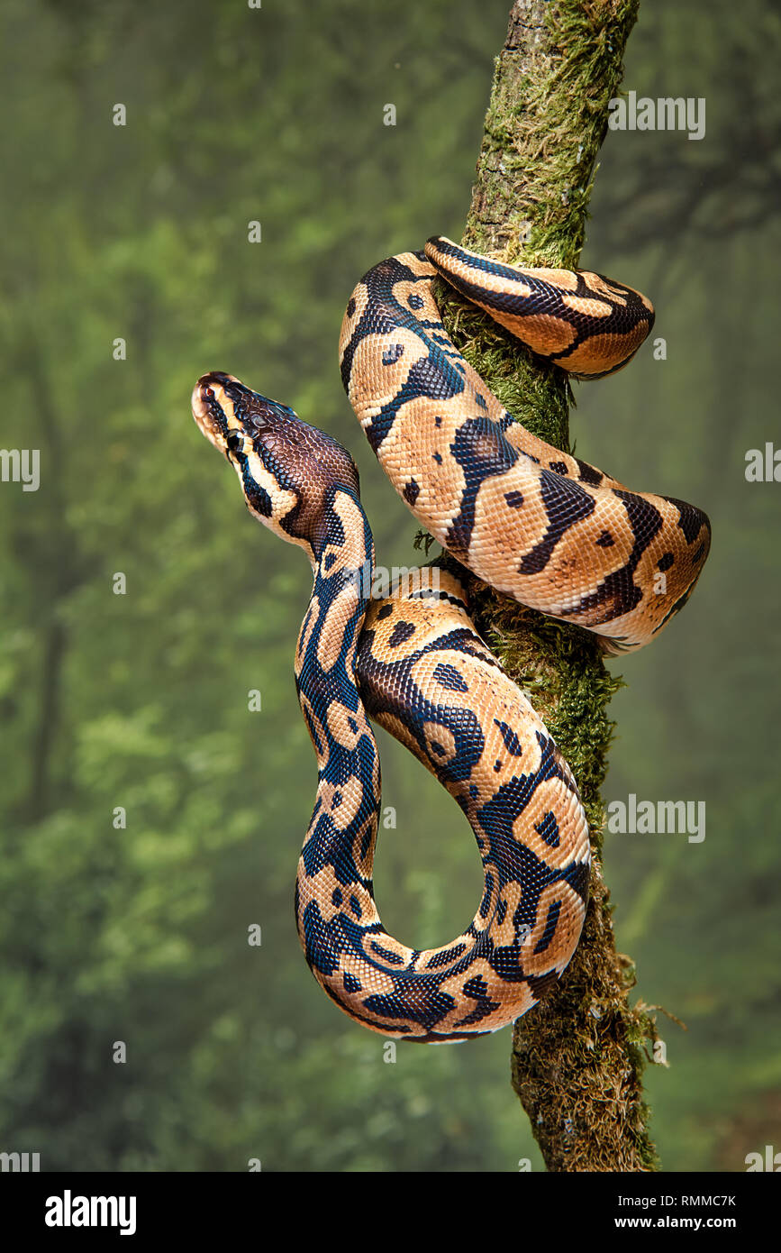 A young royal python wrapped around a tree trunk with its head facing upwards Stock Photo