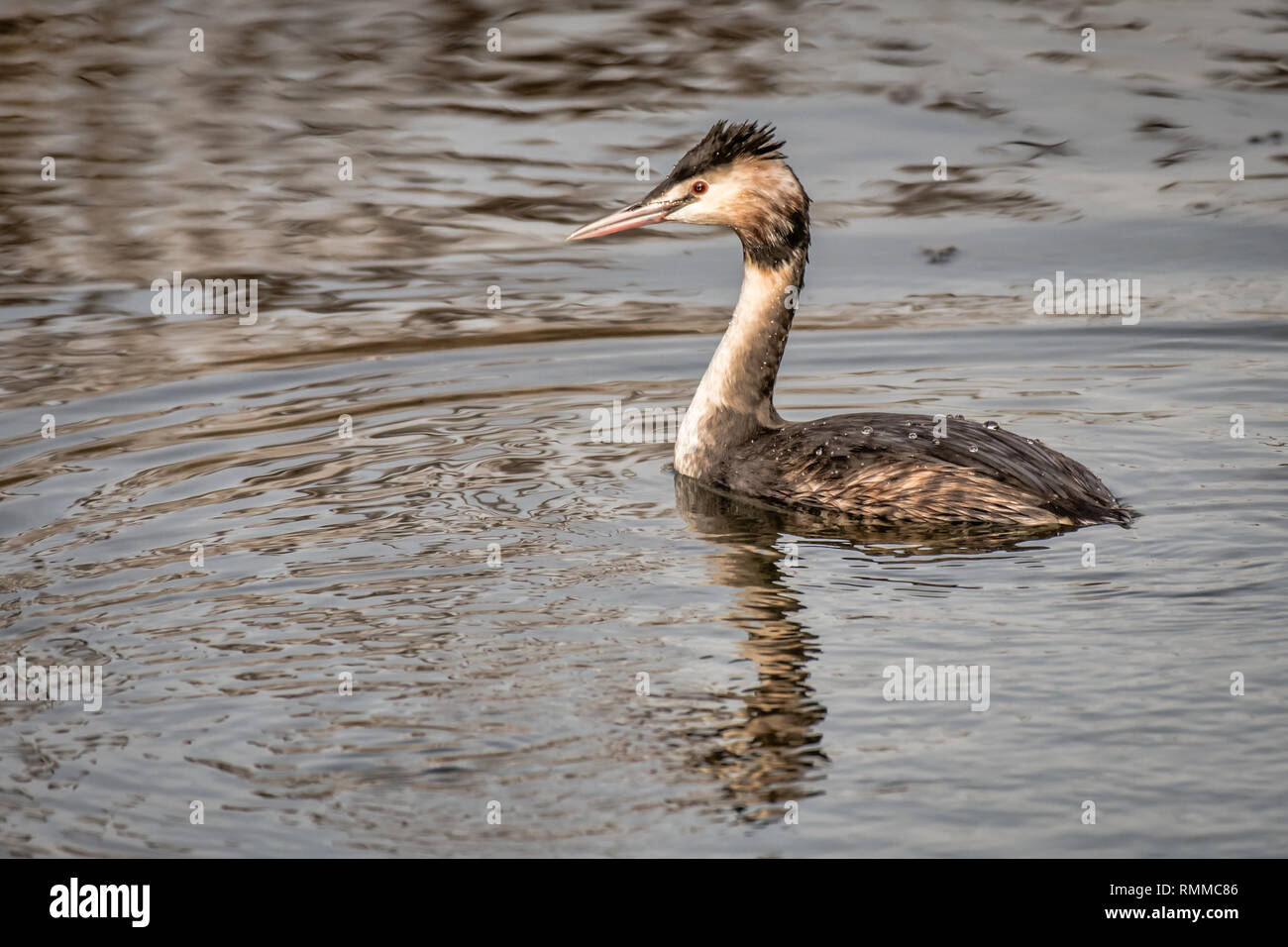 A grebe on a lake gently swimming and looking alert complete with reflection in the water Stock Photo