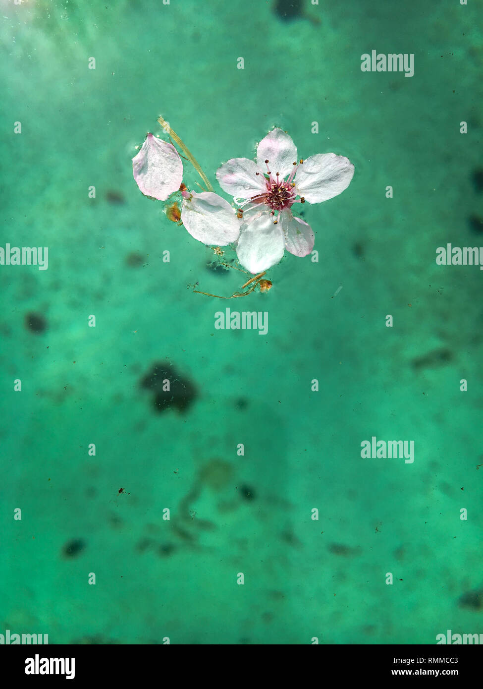 Pool Spring Bloom Tree blossoms on the green colored water surface of a dirty swimming ...