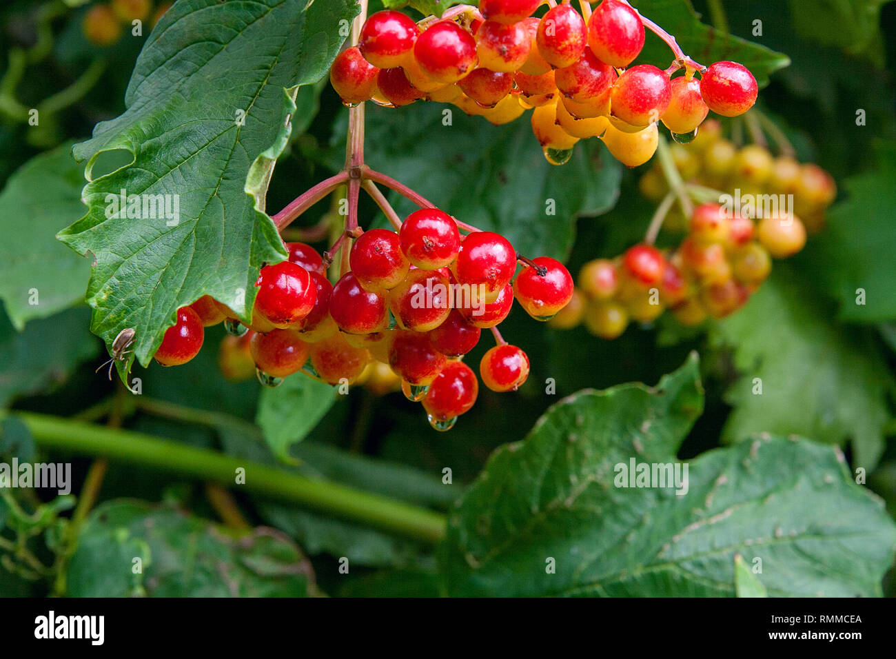 Close up view of beautiful scarlet red fruits of Viburnum opulus