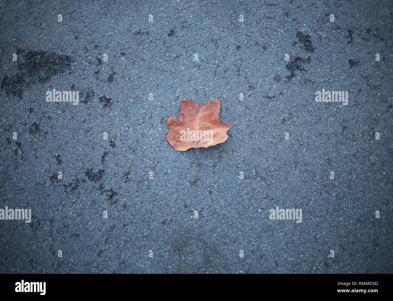 Autumn leaf on the concrete floor Stock Photo