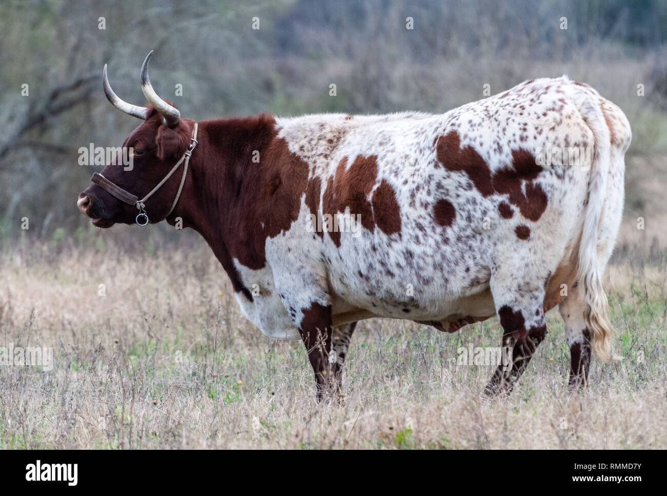 A Texas Longhorn cow in Texas Stock Photo Alamy