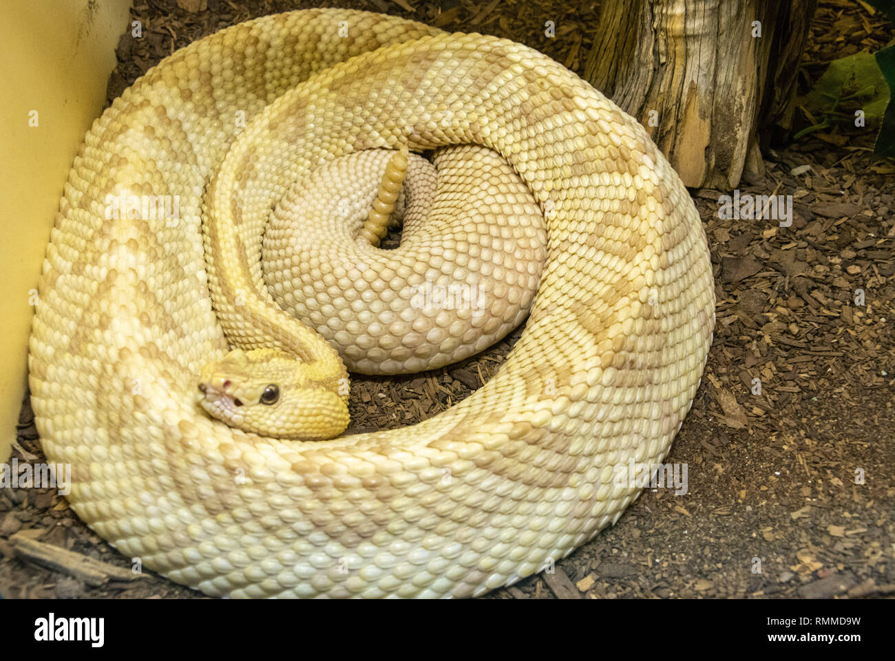 Northwestern Neotropical Rattlesnake (Crotalus simus culminatus) exhibiting color aberration known as xanthism Stock Photo
