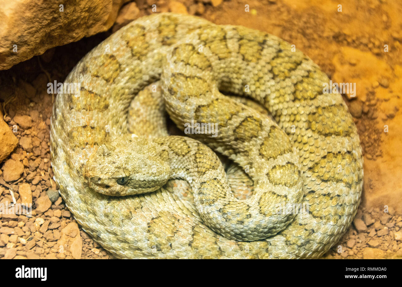 Midget Faded Rattlesnake (Crotalus oreganus concolor) Stock Photo