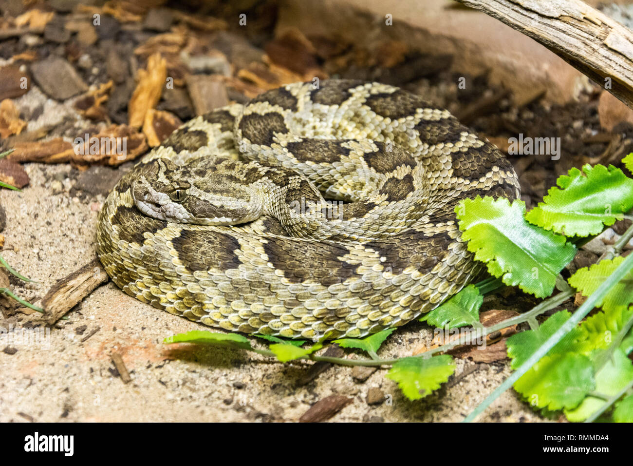 Southern Pacific Rattlesnake (Crotalus prepanus helleri) Stock Photo