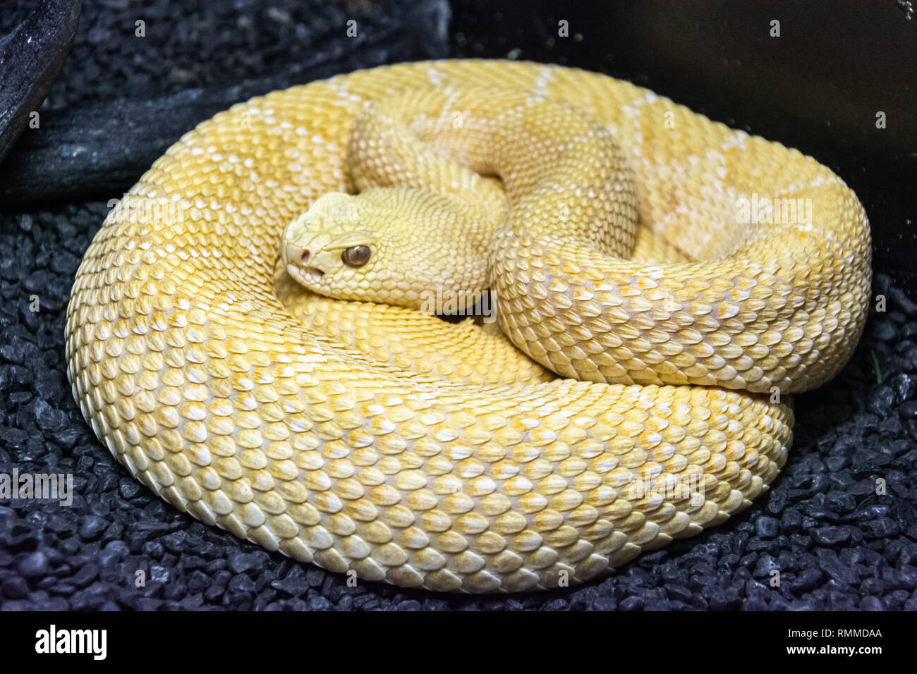 Western Diamondback Rattlesnake (Crotalus atrox) exhibiting amelanistic (albino) color. Stock Photo
