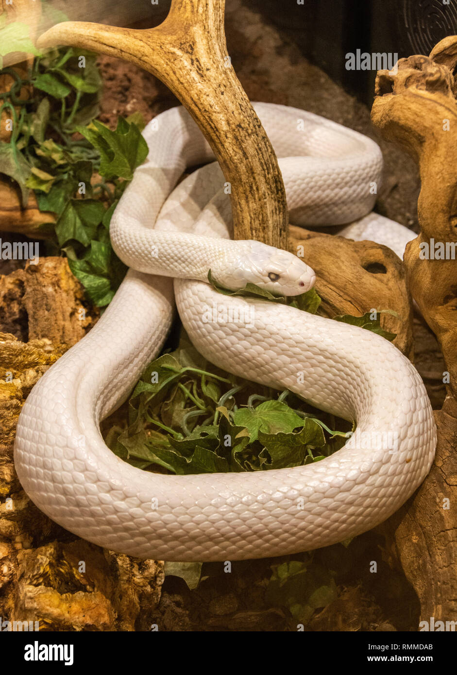 White (leucistic) specimen of Texas Rat Snake (Elaphe obsoleta lindheimerii) Stock Photo