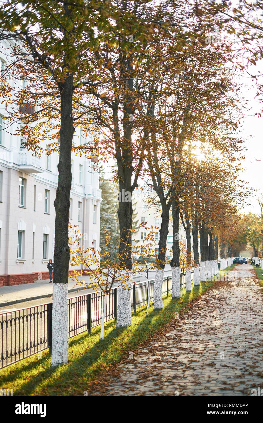 Autumn park alley in the fog with trees and orange fallen leaves. Foggy autumn alley in park. Park autumn landscape scene. Stock Photo