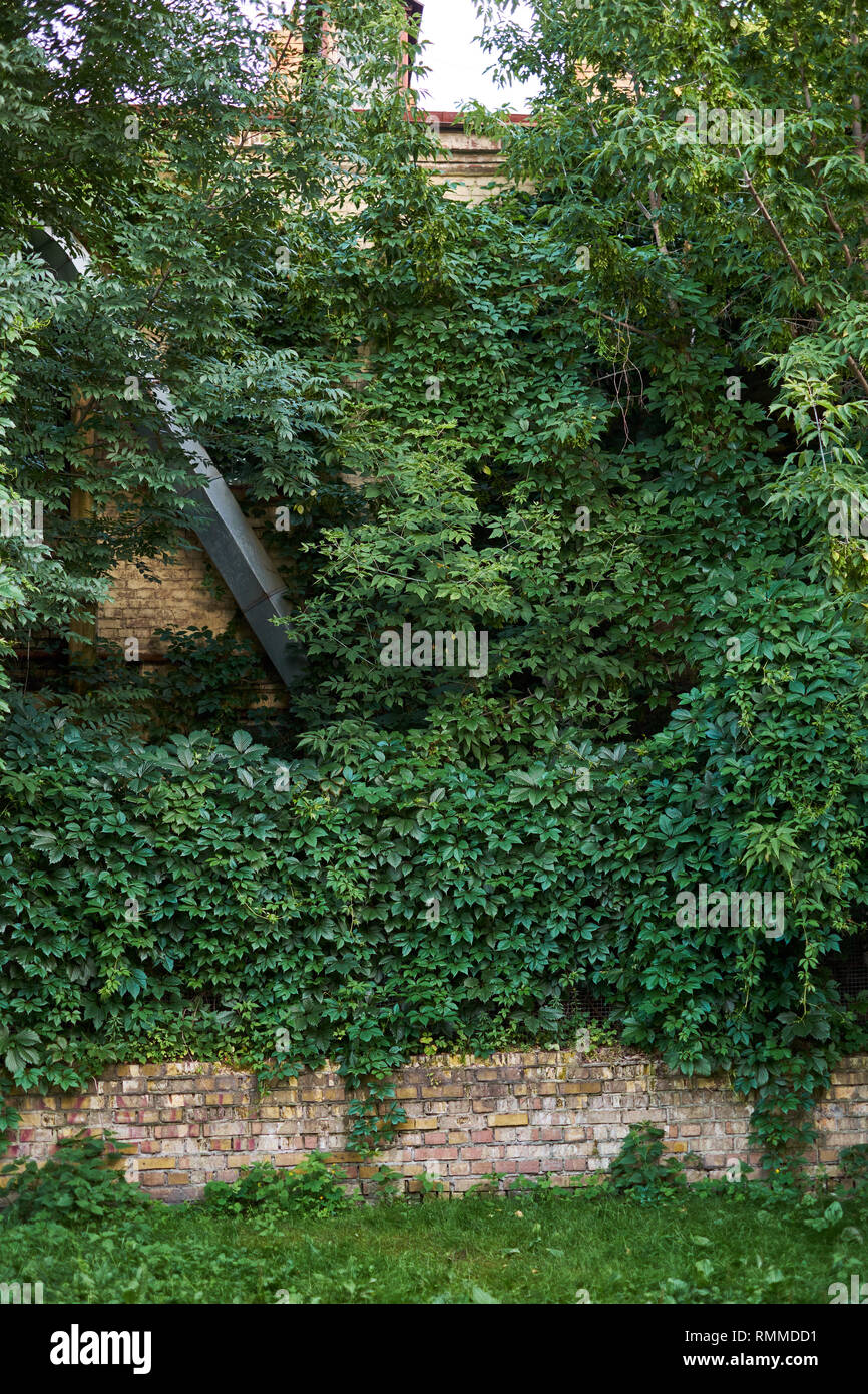 Tree wall vertical garden wall for background. Stock Photo