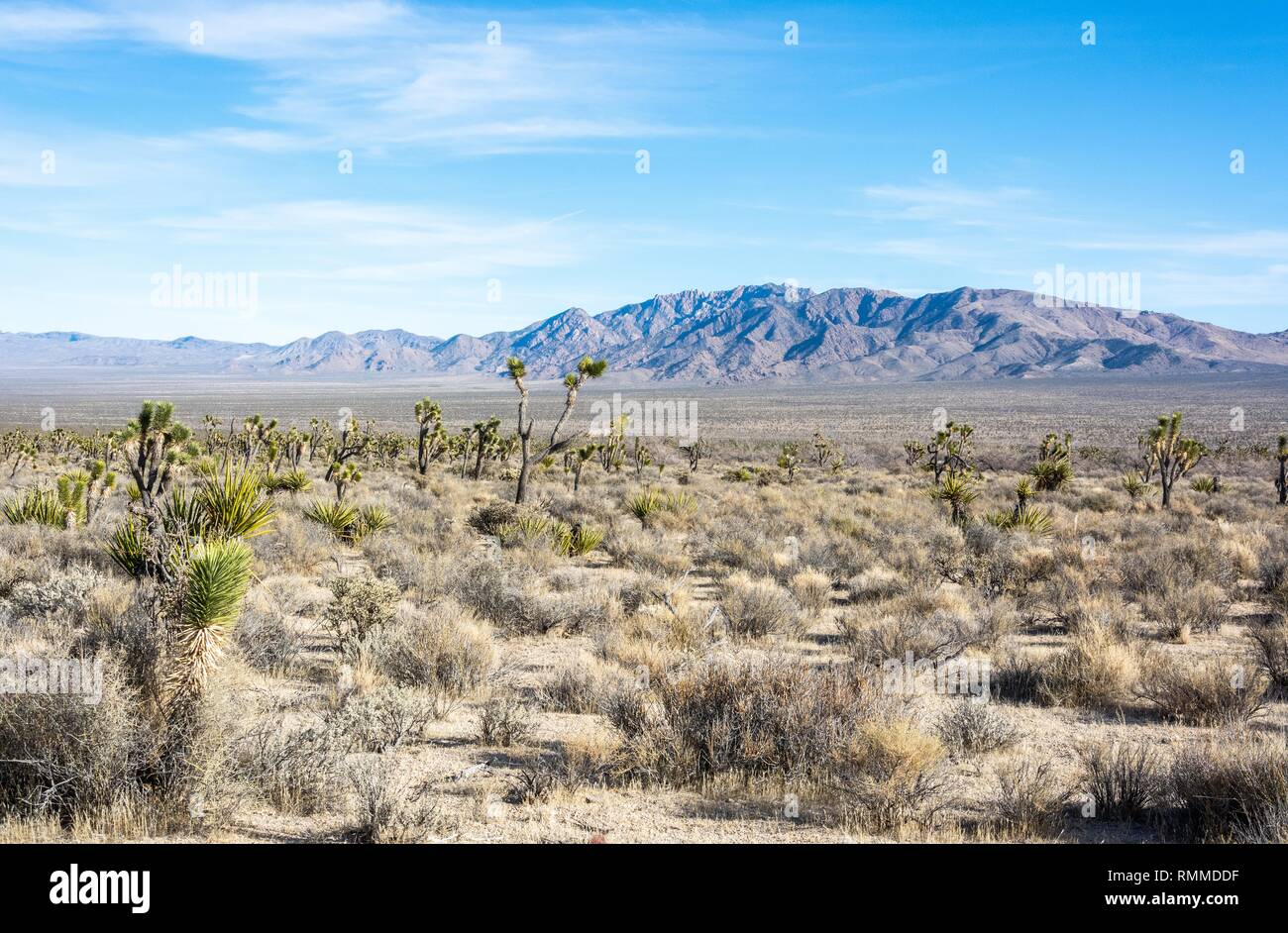 Landscape in Mojave Desert in California. Stock Photo