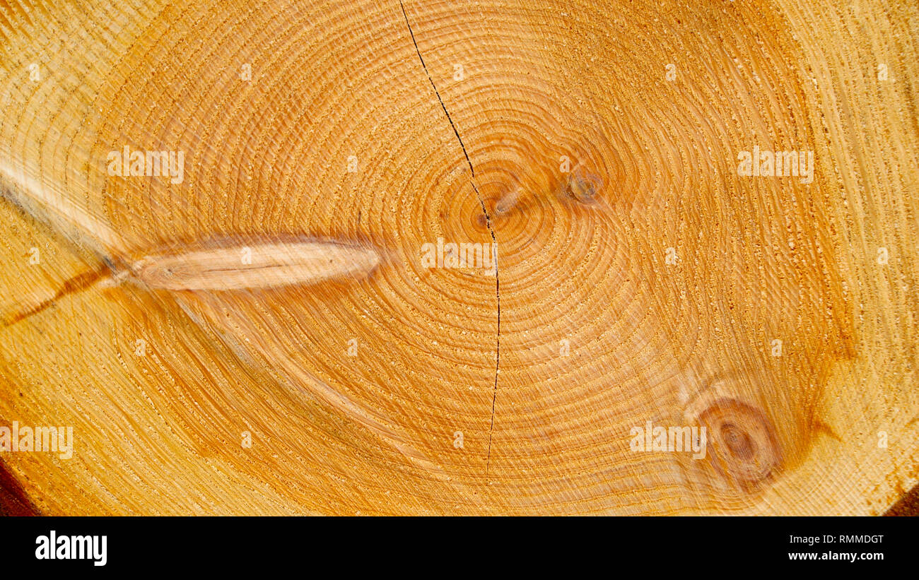 Cross section wood, closeup Stock Photo