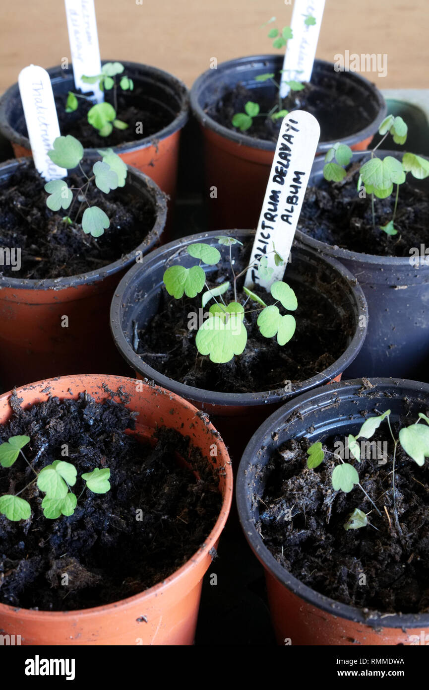 Thalictrum delavayi seedlings. Stock Photo
