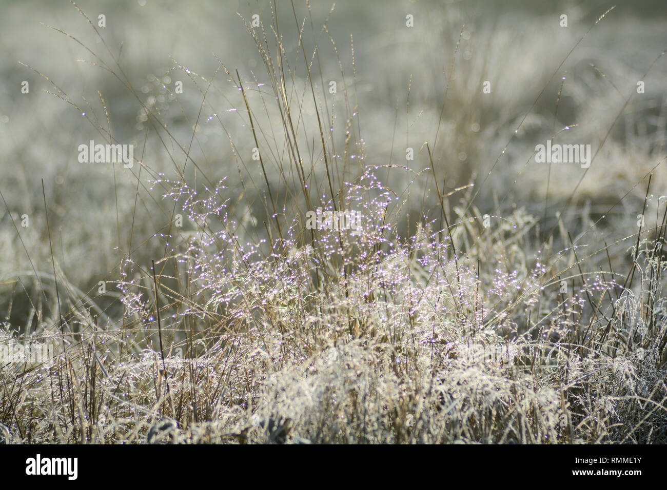 Early morning dew on a tall fescue grass (Festuca arundinacea) Stock Photo