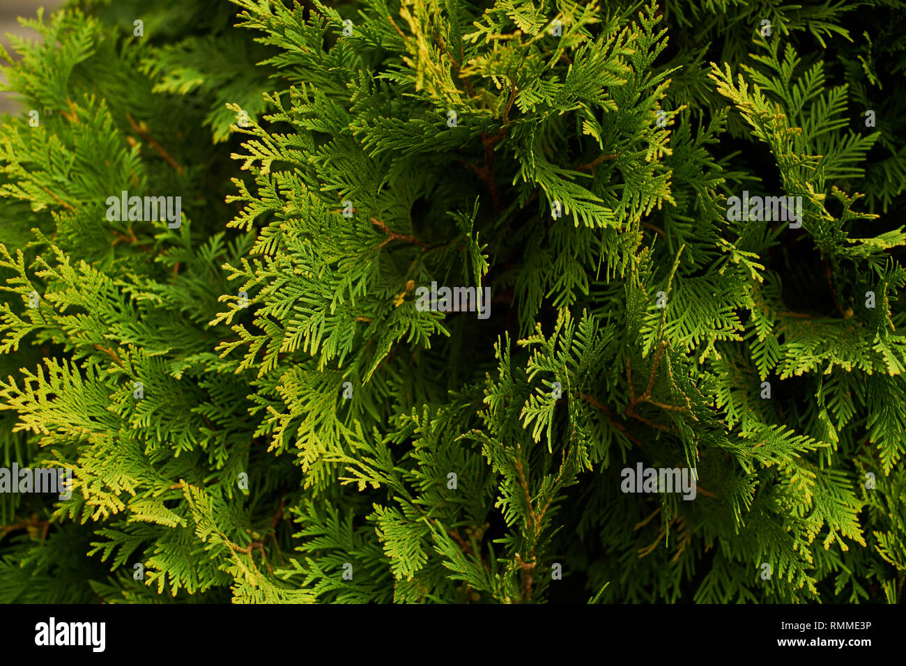 Ornamental shrubs Wall shrubs green background bush Stock Photo - Alamy