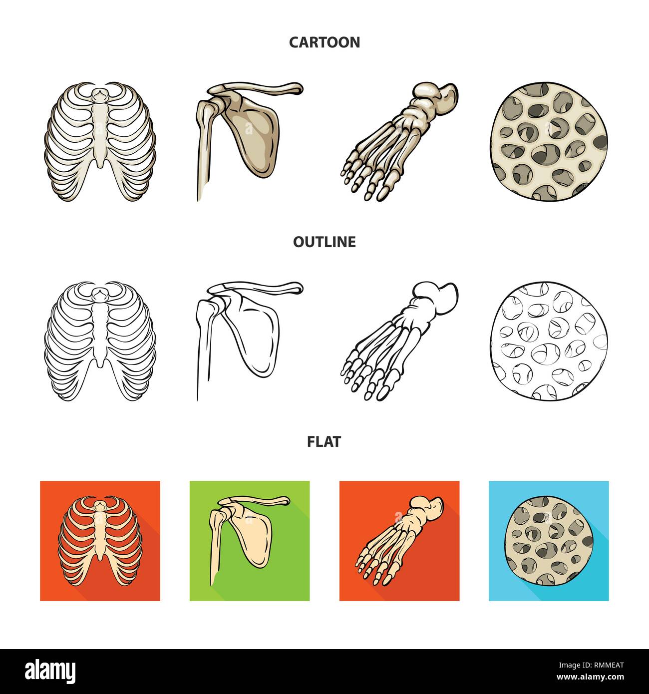 rib,femur,foot,fiber,cage,pelvis,ankle,healthy,xray,hip,scientific,body ...