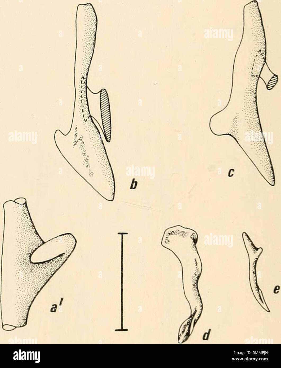 . Annals of the South African Museum = Annale van die Suid-Afrikaanse Museum. Natural history. Fig. 27. Ventral view of accessory terminal 2 cartilage. Scale 1,0 cm. a. Cruriraja parcomacidata; a^. C. parcomaculata (dorsal view); b. C. triangularis; c. C. rugosa; d. Anacanthobatis marmoratus; e. A. americanus. In the genus Cruriraja (Figs 27 a-c), the cartilage is elongate, and in the three species examined a lateral process was found. Distally the cartilage is rounded. A similarly shaped accessory terminal 2 cartilage is found in Anacanthobatis marmoratus (Fig. 27 d), except that there is no  Stock Photo