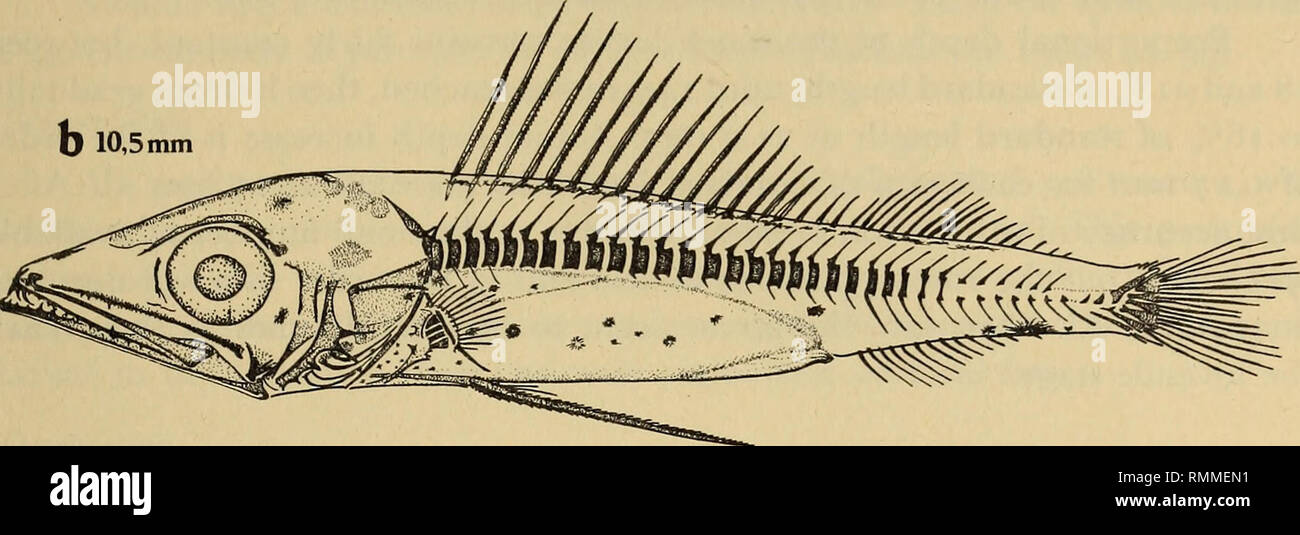 . Annals of the South African Museum = Annale van die Suid-Afrikaanse Museum. Natural history. Fig. 4. Thyrsites atun Larvae showing increase in size of area occupied by viscera. between 4,08 and 14,25 mm. After this size is reached, increase in head length appears to decrease and reach 0,225 mm/mm increase in length. The snout is 37% of the head length. Initially the snout is only 0,09 mm longer than the eye diameter, but this difference increases with age until at 21,0 mm the snout length is 1,05 mm greater than the eye diameter (Table 4). Size range of standard length in mm 4,08-5,49 5,5-6, Stock Photo
