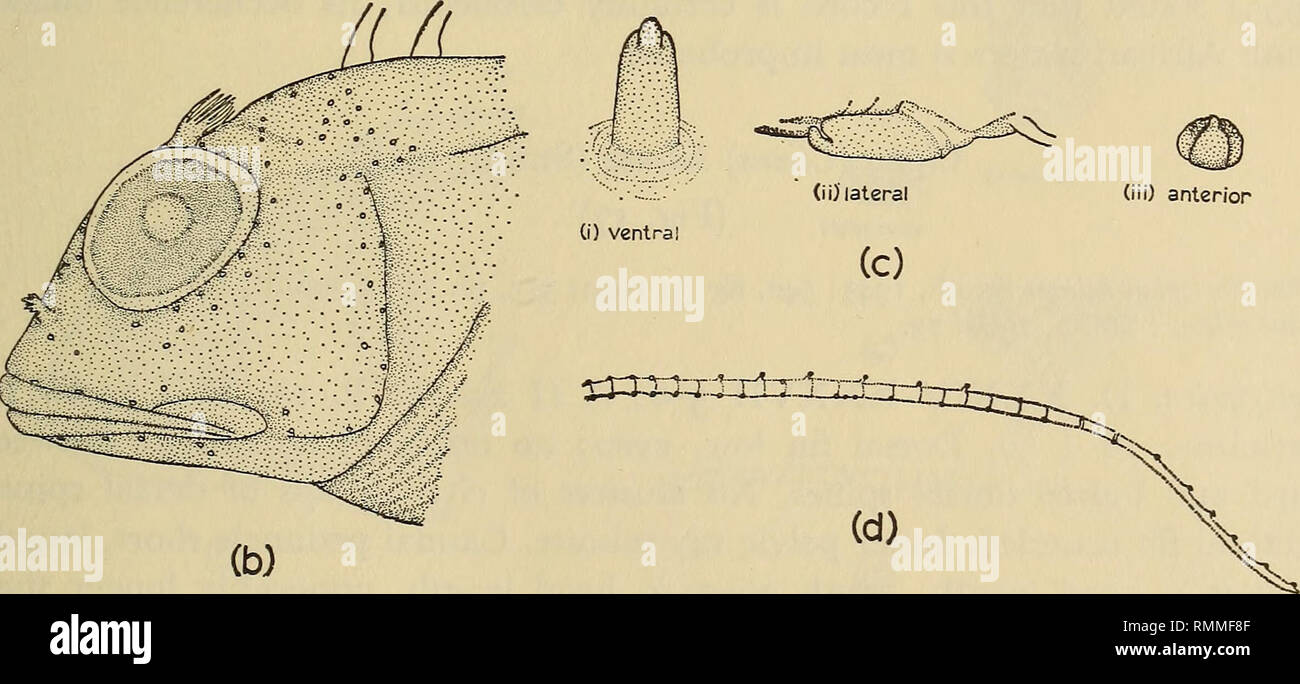 . Annals of the South African Museum = Annale van die Suid-Afrikaanse Museum. Natural history. Fig. 16. Clinus (Clinus) cottoides: (a) Lateral view, female, 85 mm, S.A.M. 23945; (D) Head pore system; (c) Intromittent organ of male; (d) Lateral line. Although Valenciennes (1836 in Cuvier &amp; Valenciennes) almost certainly based his description of C. cottoides on the larger specimens, the description applies more or less to both species; and the species was not figured. In order not to complicate the nomenclature of the two species, I here designate the small specimen, 63 mm, Paris Museum Cata Stock Photo