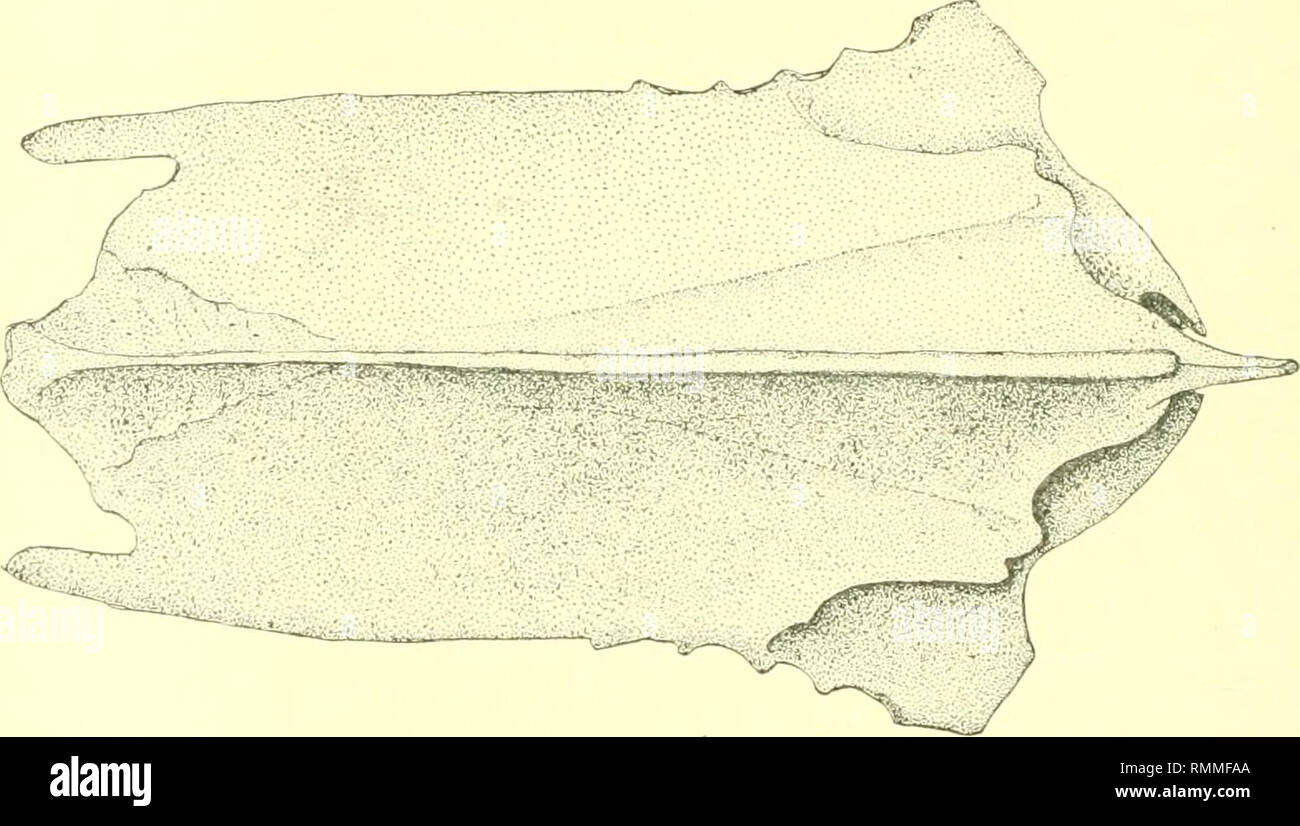 . Annals of the Carnegie Museum. Carnegie Museum; Carnegie Museum of ...