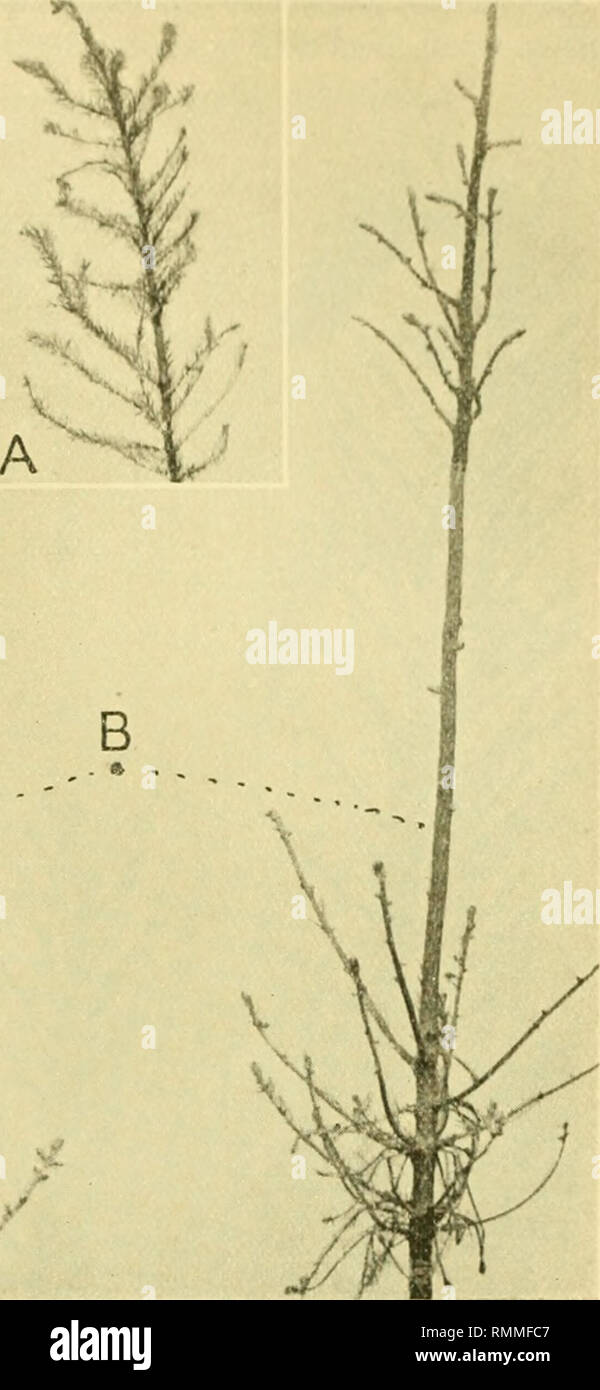 . Annals of applied biology. Biology, Economic; Biochemistry. /. Fig. 8. B. Sitka Spruce completely defoliated b Aphis abietina Walker. A. First .stage of attack. Different effects produced on different varieties. Two very marked different effects are produced by this aphis. In P. sitchensis the damaged needles soon fall and complete defoliation results, as shown in the photos reproduced here. In P. excelsa the. Please note that these images are extracted from scanned page images that may have been digitally enhanced for readability - coloration and appearance of these illustrations may not p Stock Photo