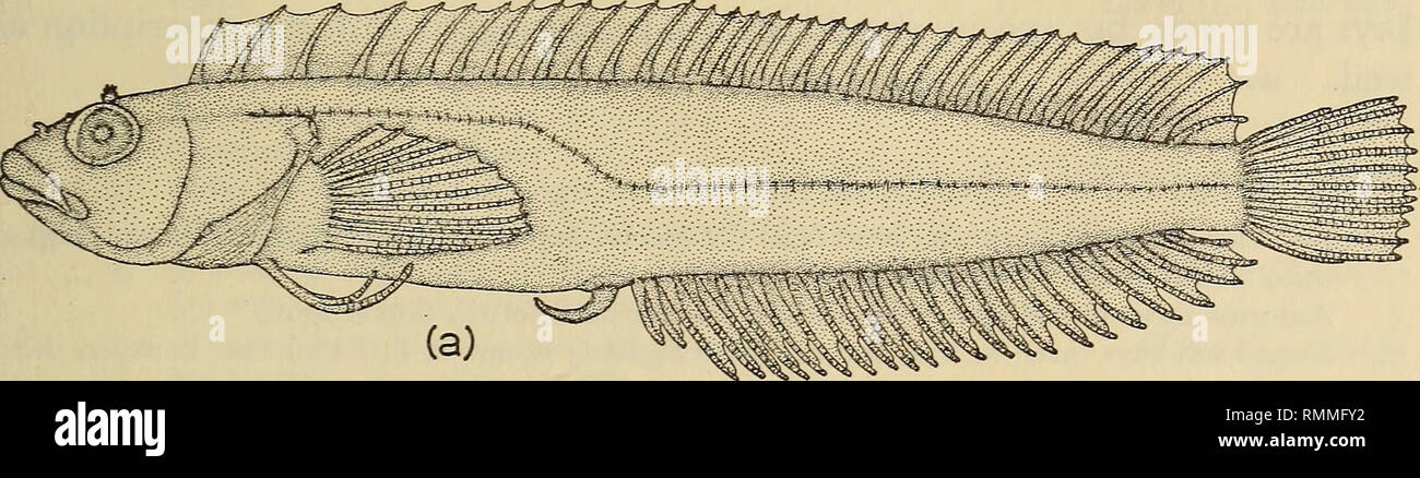 . Annals of the South African Museum = Annale van die Suid-Afrikaanse Museum. Natural history. THE SYSTEMATICS OF THE FISHES OF THE FAMILY CLINIDAE 31 below apex. Upper jaw 38-44-5% head length. Lips thick. Vomer toothed. Sensory pores of head single in nasal, interorbital, and mandibular series, mainly double in all other series (fig. 9(b)). Lateral line of vertical pairs of pores throughout; narrows and may become obscure towards tail (fig. 9(d)). Intromittent organ of male long, slender with apparently no definition into tip, basal part and lips (fig. 9(c)). Colouring. Yellow-brown to green Stock Photo