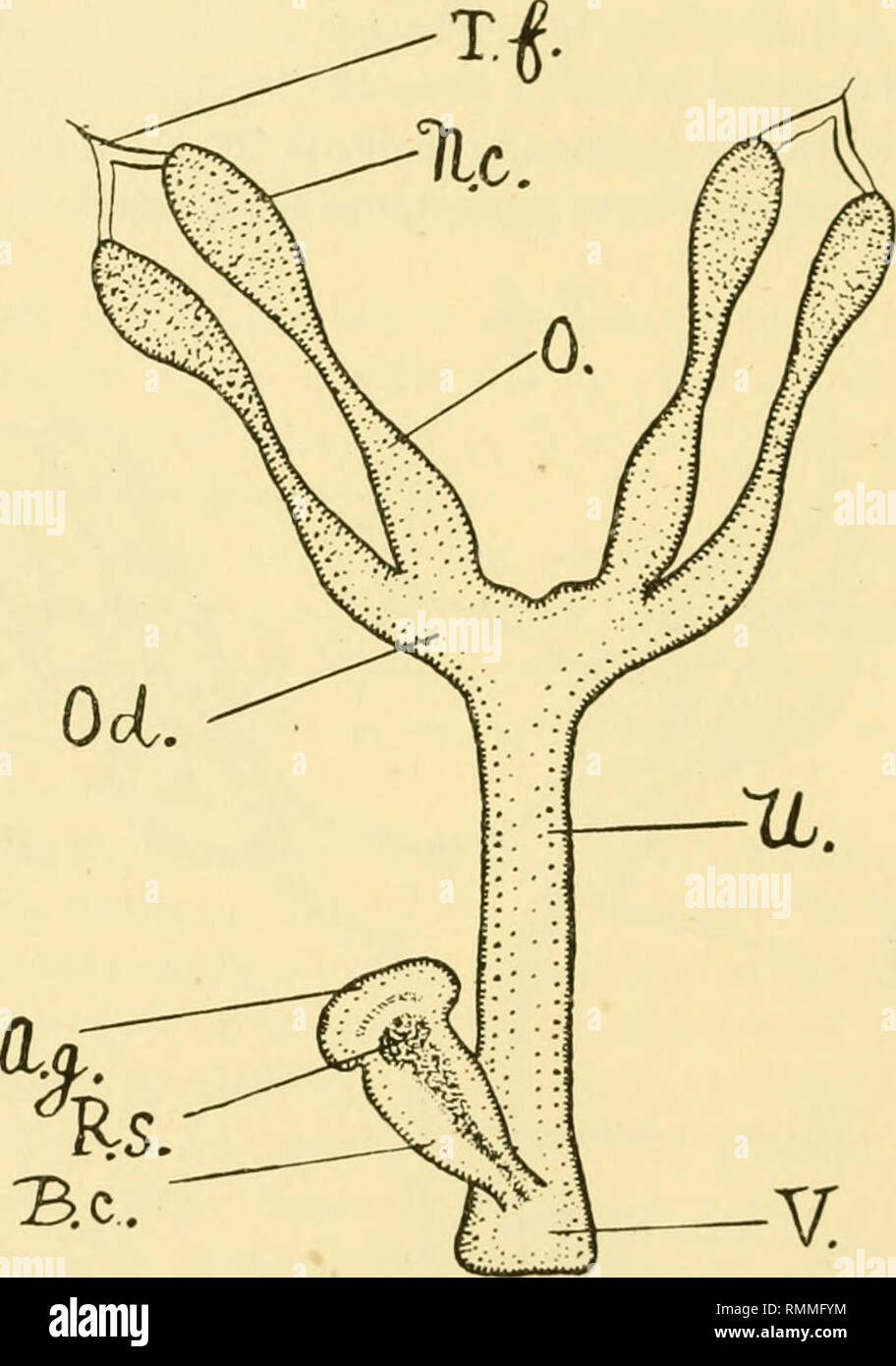 . Annals of applied biology. Biology, Economic; Biochemistry. 194 Bionomicfi of Crv})lialus abietis Unrii'k The nutritive chamber at the apex of the egg-tubes is small and apparently seated directly on the oviduct. Egg-tubes diminutive, short, not jjro- minent, not separated off into ovarian chambers. Bursa copulatrix empty. Gland associ- ated with the receptaculum serainis empty. Rll-K Nutritive chamber large. Egg-tubes long and pointed so as to suggest strings of beads. The egg-chambers increase in size gradually from the nutri- tive chamber to the oviduct. Bursa copulatrix and gland associa Stock Photo