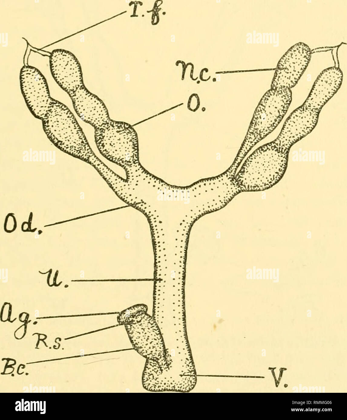 . Annals of applied biology. Biology, Economic; Biochemistry. W