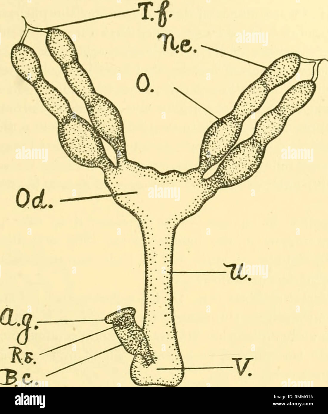 . Annals of applied biology. Biology, Economic; Biochemistry. ^y. iiiTCHiE 191 FEMALE REPRODUCTIVE ORGANS OF C. ABIETIS. Fig. 13 depicts the reproductive organs of a female about to proceed to egg-laying.. Fig. 13. Reproductive organs of female C. abietis about to lay eggs (greatly magnified). There are two ovaries, one on each side of the abdomen. Each ovary (0.) consists of two egg-tubes, which open into the paired oviduct. At the anterior extremities of each egg-tube there is a terminal nutritive chamber (iV.c.) and at its apex a terminal filament {T.f.). The eggs pass from the egg-tubes to Stock Photo