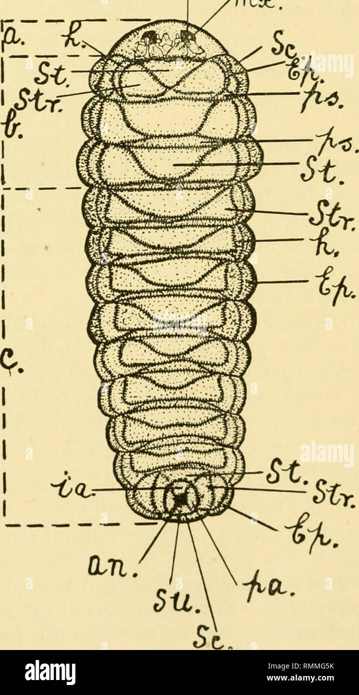 . Annals of applied biology. Biology, Economic; Biochemistry. 178 Bionomics of Cryphalus abietis (.sc.) and scutellar {scr.) folds there is a deep crescent-shaped hollow or groove; on the anterior dorsal side of this groove lies a spiracle (.s.). The 8th abdominal segment, in side view, shows a similar composition to the first seven segments except that the prescutal and the scutellar folds are just traceable. The 9th abdominal segment is similar to the 8th except that the prescutal fold is absent and there are no spiracles. The 10th segment, in side view, shows three lobes surrounding the anu Stock Photo