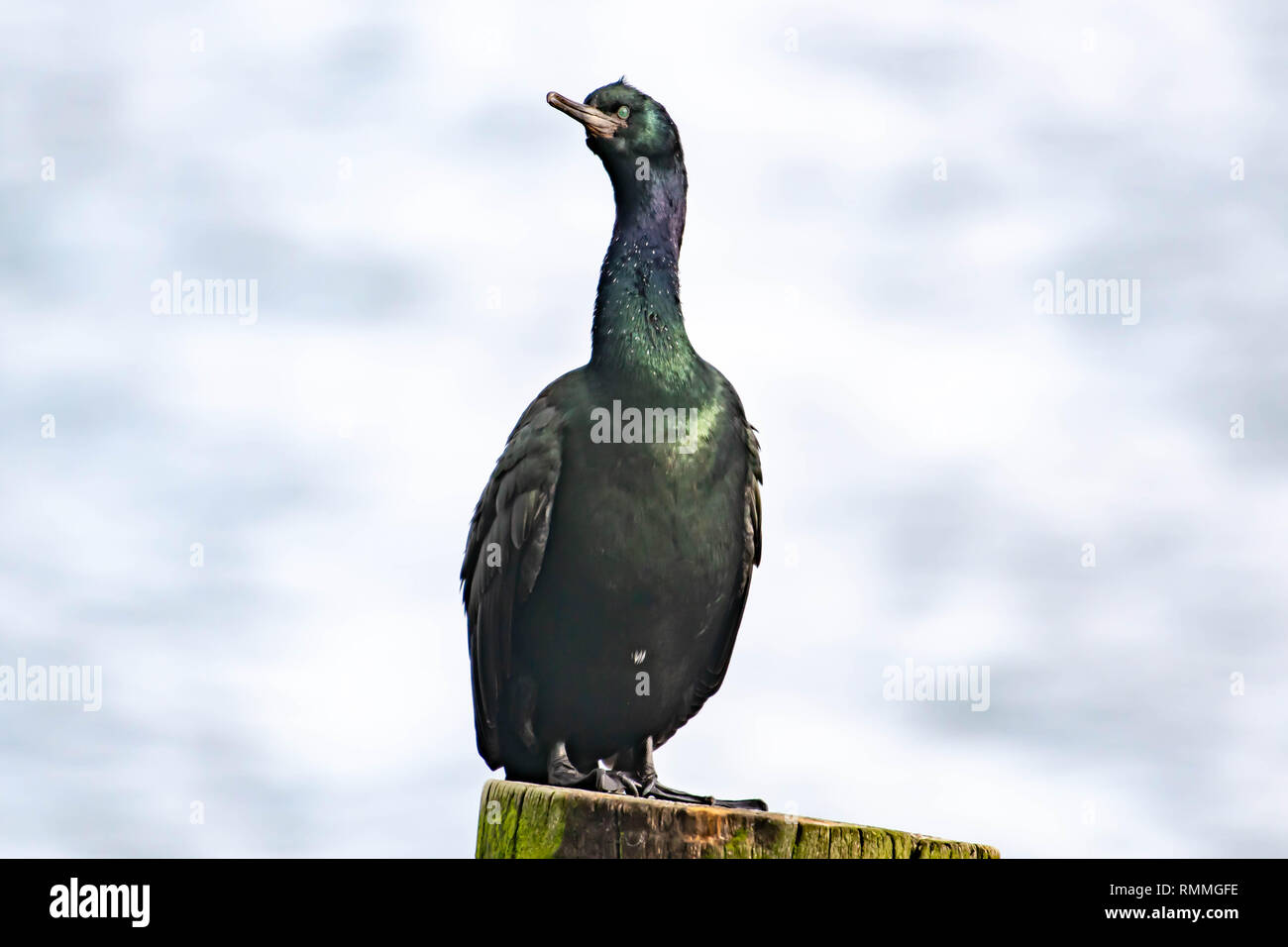 Portrait of a cormorant on a wooden post, British Columbia, Canada Stock Photo