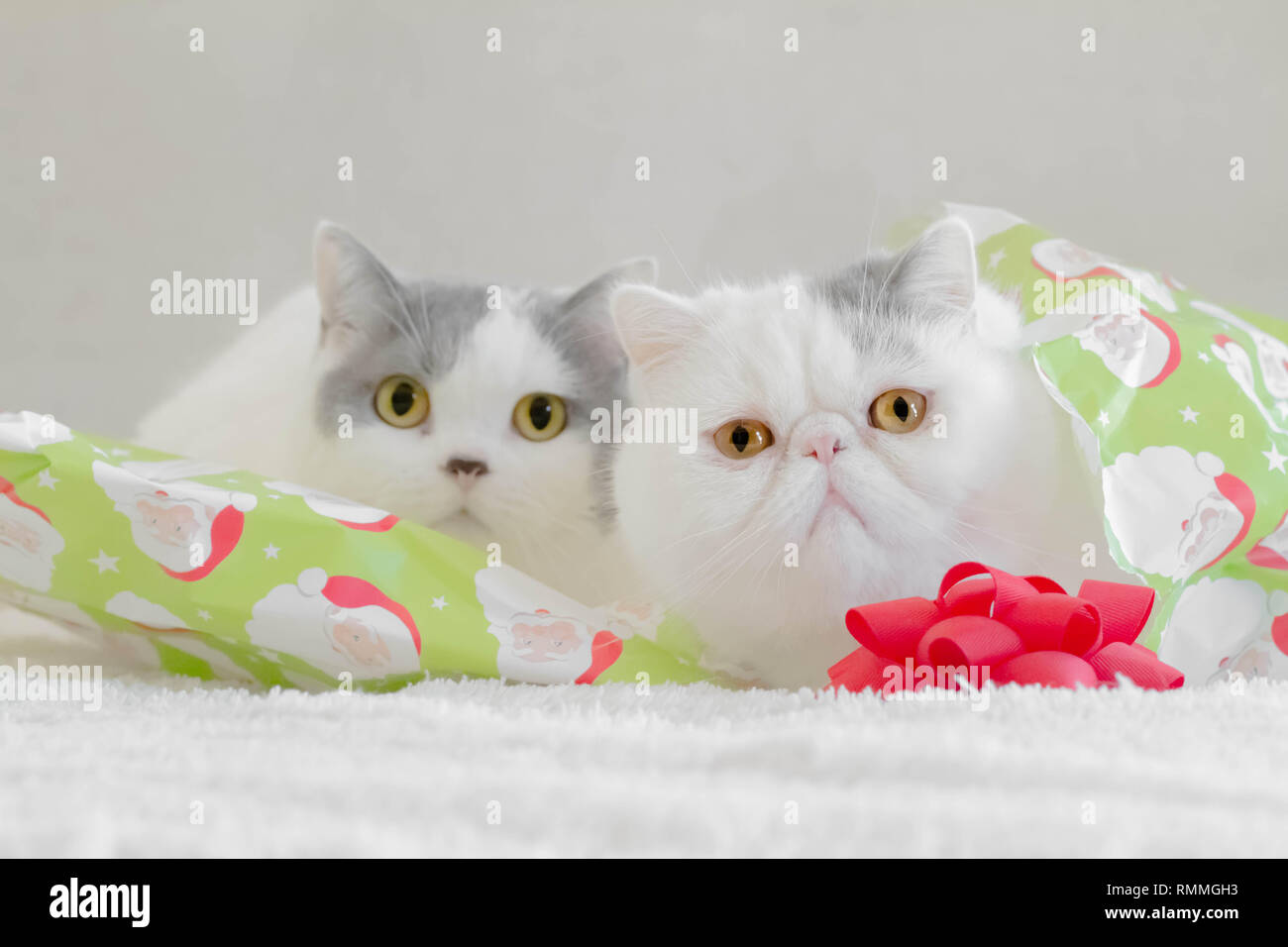 Two cats sitting on Christmas wrapping paper Stock Photo