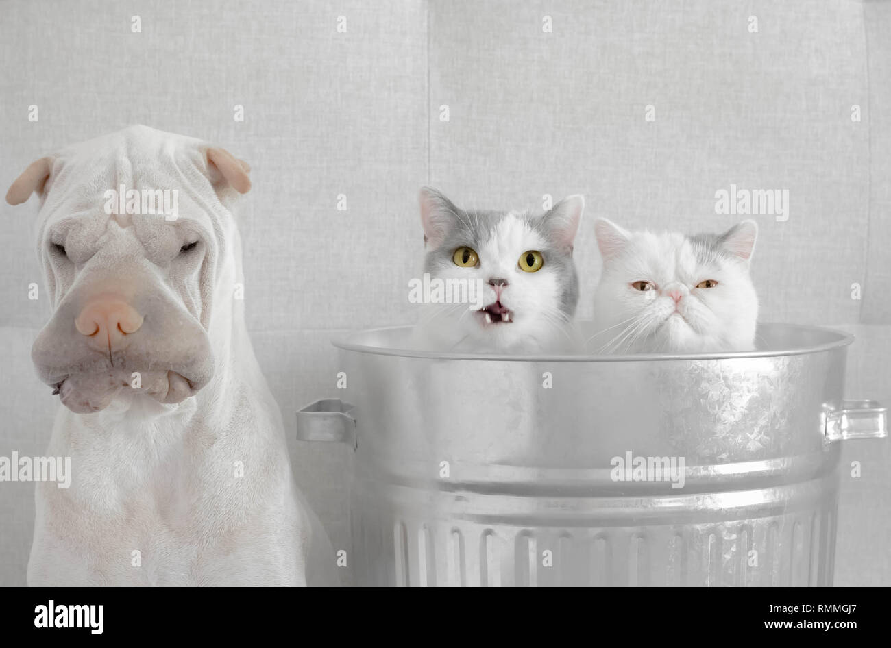 Two cats sitting in a trash can next to a shar-pei dog Stock Photo